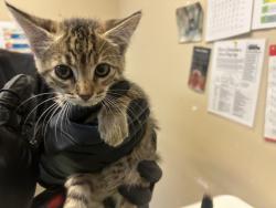 Shelter Stray Female Cat last seen Turnbull Street, Oceanside, CA, 92054, Oceanside, CA 92058, USA
