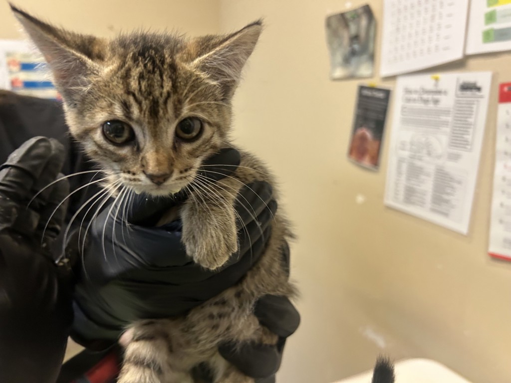 Shelter Stray Female Cat last seen Turnbull Street, Oceanside, CA, 92054, Oceanside, CA 92058, USA