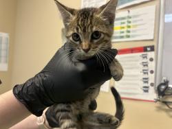 Shelter Stray Female Cat last seen Turnbull Street, Oceanside, CA, 92054, Oceanside, CA 92058, USA