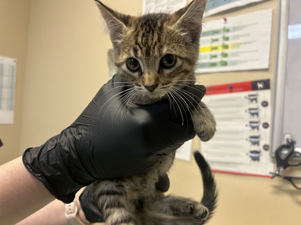 Shelter Stray Female Cat last seen Turnbull Street, Oceanside, CA, 92054, Oceanside, CA 92058, USA