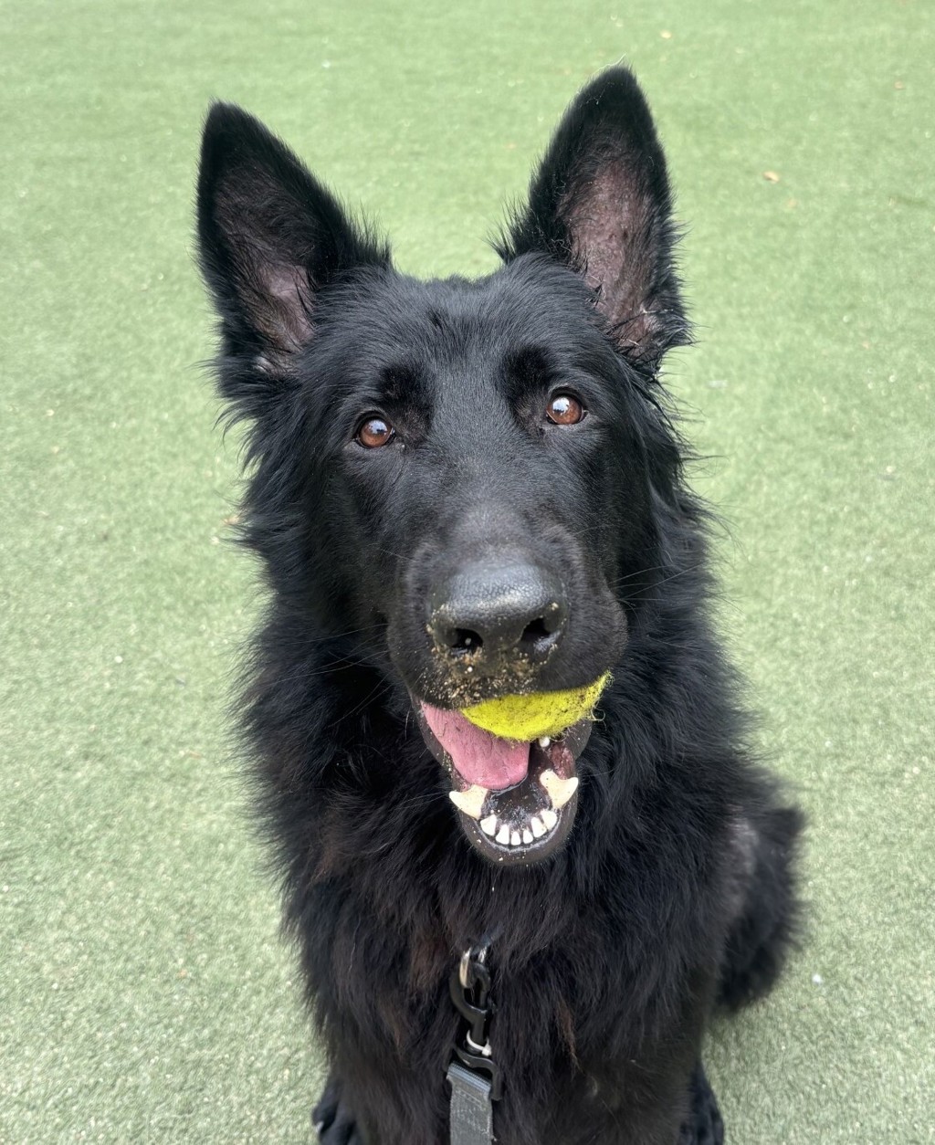 Shelter Stray Male Dog last seen Cypress Drive, Vista, CA, 92084, Oceanside, CA 92058, USA