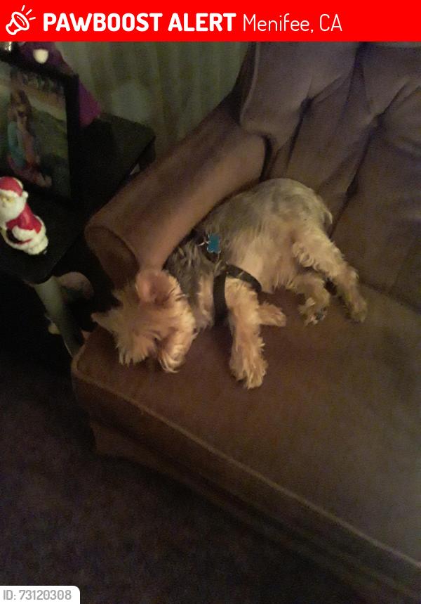 Lost Male Dog last seen Wercester and Murrieta Rd., Menifee, CA 92586