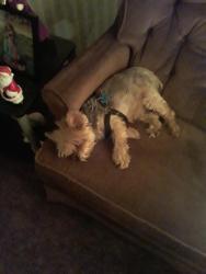 Lost Male Dog last seen Wercester and Murrieta Rd., Menifee, CA 92586