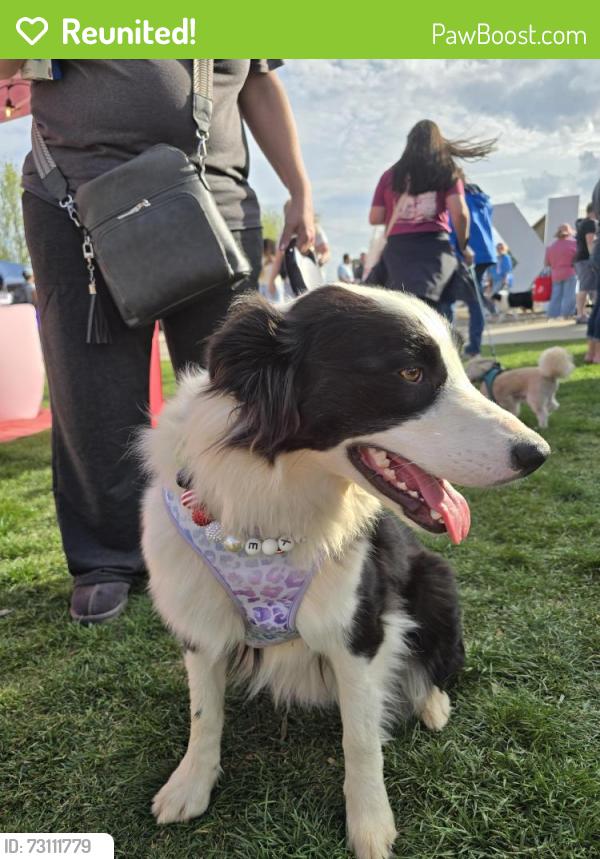 Reunited Female Dog last seen 7th and conestoga dr, Oklahoma City, OK 73099