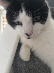 Lost Male Cat last seen Wednesfield, West Midlands, England WV11 3AL