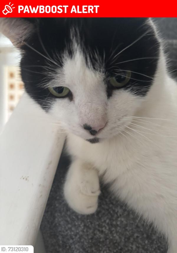 Lost Male Cat last seen Wednesfield, West Midlands, England WV11 3AL