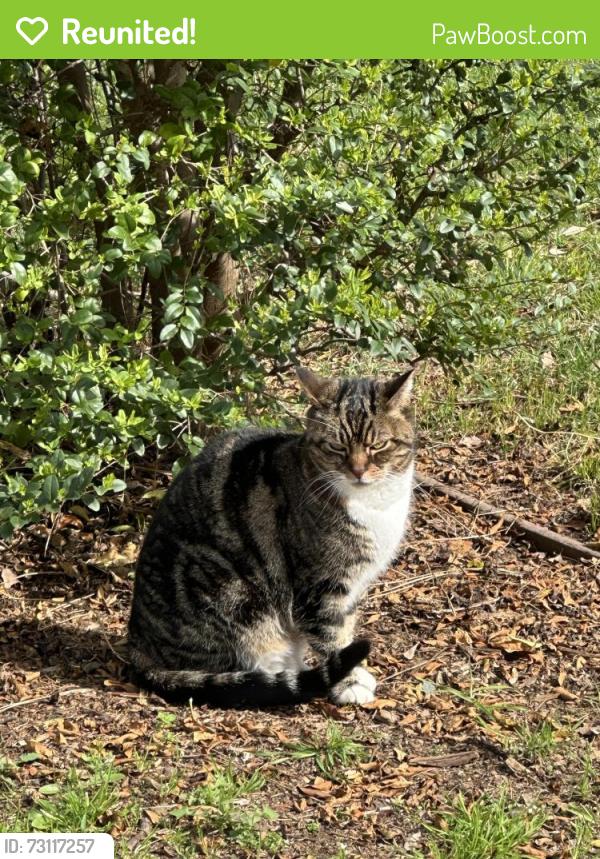 Reunited Female Cat last seen Bullard Drive, Newcastle, CA 95658