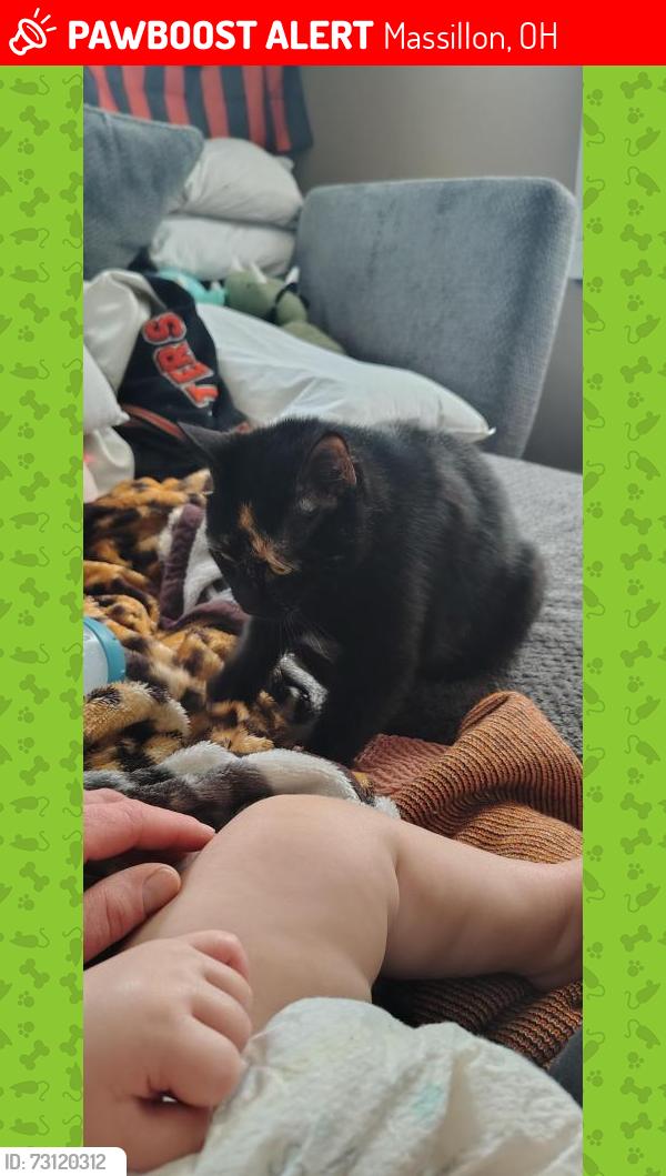 Lost Female Cat last seen North Ave and first St, Massillon, OH 44646