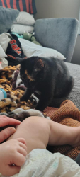 Lost Female Cat last seen North Ave and first St, Massillon, OH 44646