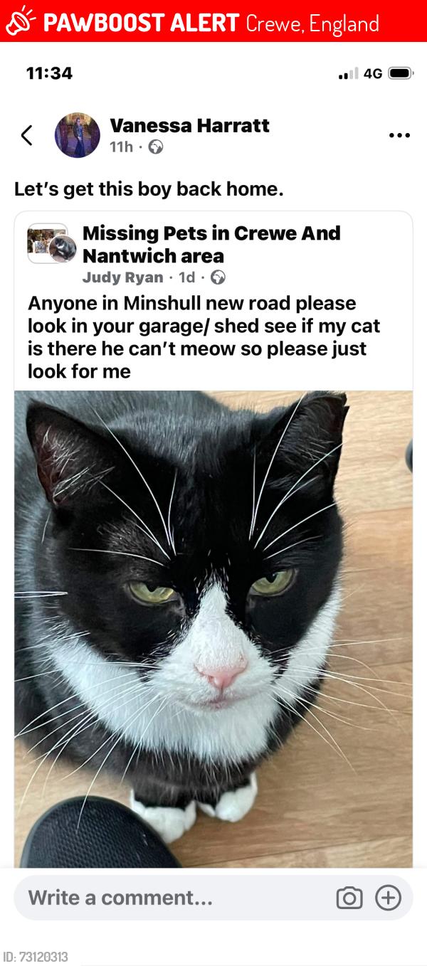 Lost Male Cat last seen Medowbrooke cemetery, Crewe, England 