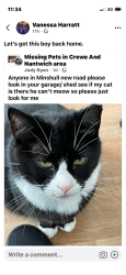 Lost Male Cat last seen Medowbrooke cemetery, Crewe, England 