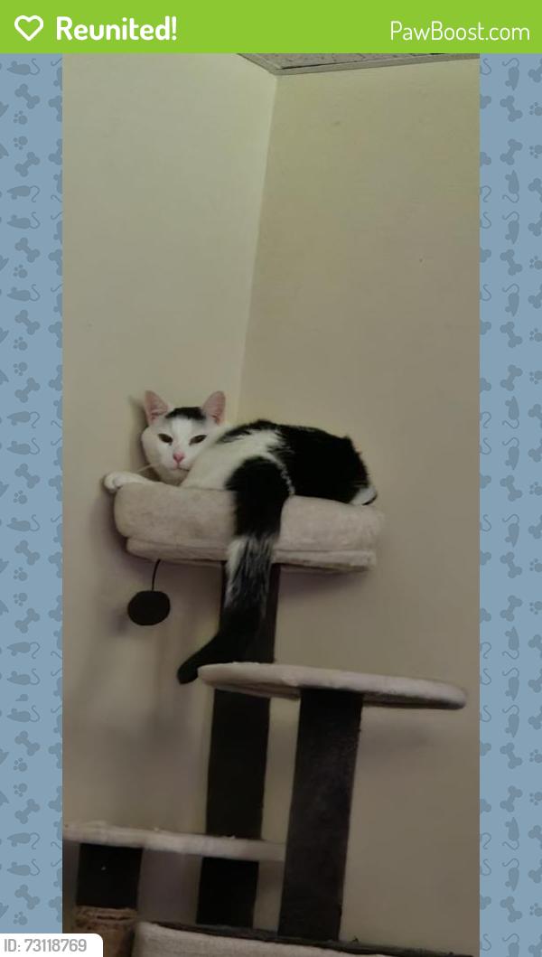 Reunited Female Cat last seen Near Rosewood Terrace Dr, Ballwin, MO 63021, USA, Ballwin, MO 63021