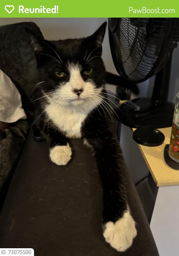 Reunited Male Cat last seen Bellamy close, High Green, England S35