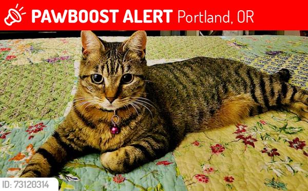 Lost Female Cat last seen UHaul, Portland, OR 97206