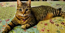 Lost Female Cat last seen UHaul, Portland, OR 97206