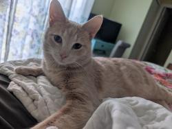 Reunited Male Cat last seen Pearl Road, Middleburg Heights, OH 44130