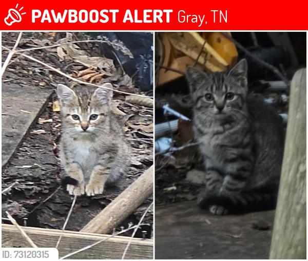 Lost Unknown Cat last seen Near Kungsport Hwy and Mary St Gray, Gray, TN 37615