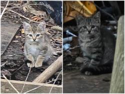 Lost Unknown Cat last seen Near Kungsport Hwy and Mary St Gray, Gray, TN 37615