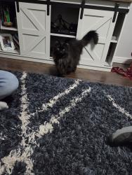 Reunited Female Cat last seen Near N and Freedom Blvd near Smiths and the courthouse, Provo, UT 84601
