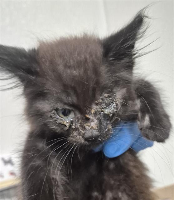 Shelter Stray Female Cat last seen Near BLOCK CHARLANA DR, BAKERSFIELD CA 93308, 3951 Fruitvale Ave, Bakersfield, CA 93308, USA