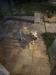 Reunited Female Dog last seen Hill road/chanta ln, Powder Springs, GA 30127