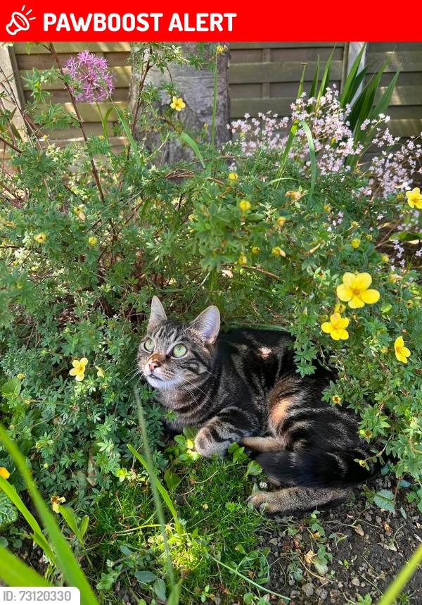 Lost Male Cat last seen Cross Lane, Stocksbridge, England 