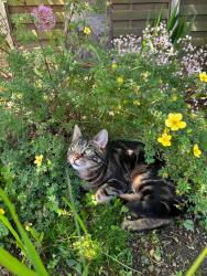 Lost Male Cat last seen Cross Lane, Stocksbridge, England 