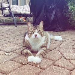 Reunited Male Cat last seen Hamlin and livernois rd, Rochester Hills, MI 48309