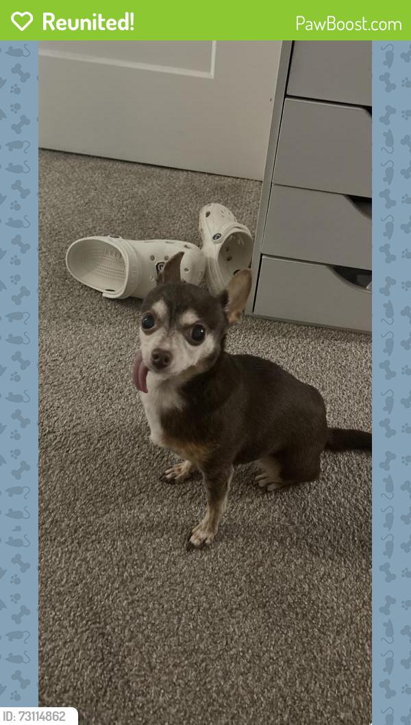 Reunited Female Dog last seen Chapel Ave, Allentown, PA 18103