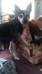 Lost Male Dog last seen Dauphin Island Pkwy. and Belle Air Blvd, Theodore, AL 36582