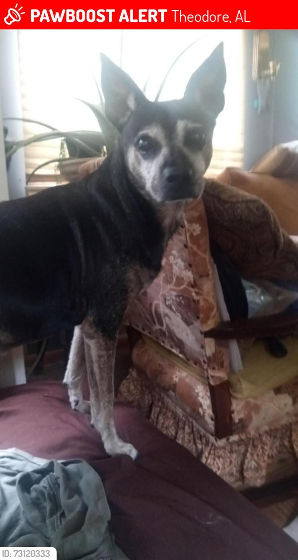 Lost Male Dog last seen Dauphin Island Pkwy. and Belle Air Blvd, Theodore, AL 36582