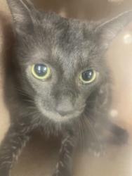 Shelter Stray Unknown Cat last seen Near Lone Pecan Dr., 75181, TX, 1650 Gross Rd, Mesquite, TX 75149, USA