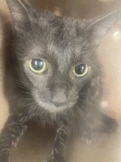 Shelter Stray Unknown Cat last seen Near Lone Pecan Dr., 75181, TX, 1650 Gross Rd, Mesquite, TX 75149, USA
