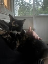 Found/Stray Female Cat last seen Black oak drive, Knoxville, TN 37912