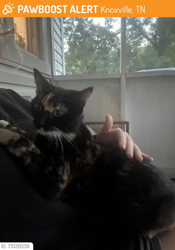 Found/Stray Female Cat last seen Black oak drive, Knoxville, TN 37912
