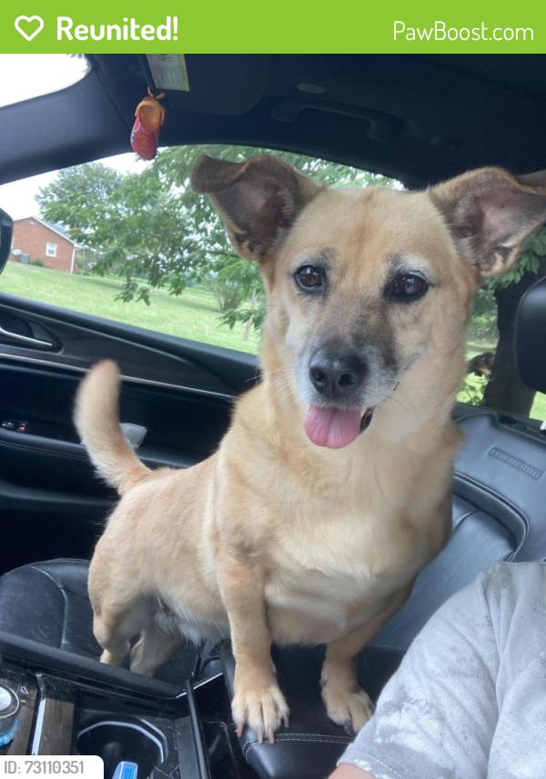Reunited Female Dog last seen Picnic woods, Jefferson MD, Jefferson, MD 21755