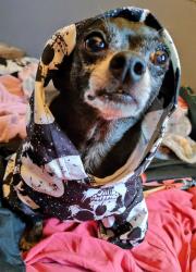 Reunited Male Dog last seen 1Block east of 88th & Washington, Thornton, CO 80229