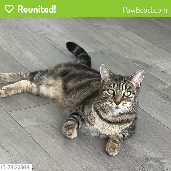 Reunited Female Cat last seen the hawth, West Sussex, England 