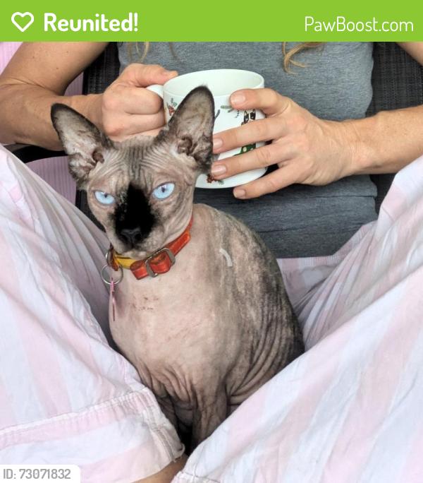 Reunited Female Cat last seen Seminole and Myrtle Clearwater, Clearwater, FL 33755