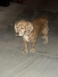 Reunited Unknown Dog last seen Cody Road and Highway 18, Lucerne Valley, CA 92356