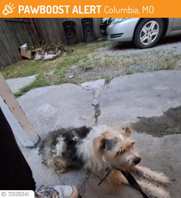 Found/Stray Male Dog last seen Downtown, Columbia, MO 65201