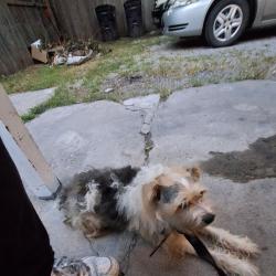 Found/Stray Male Dog last seen Downtown, Columbia, MO 65201