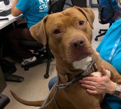 Shelter Stray Male Dog last seen Apt 2F,26 Sherman Avenue, NEW YORK, NY, 10040, 326 E 110th St, New York, NY 10029, USA