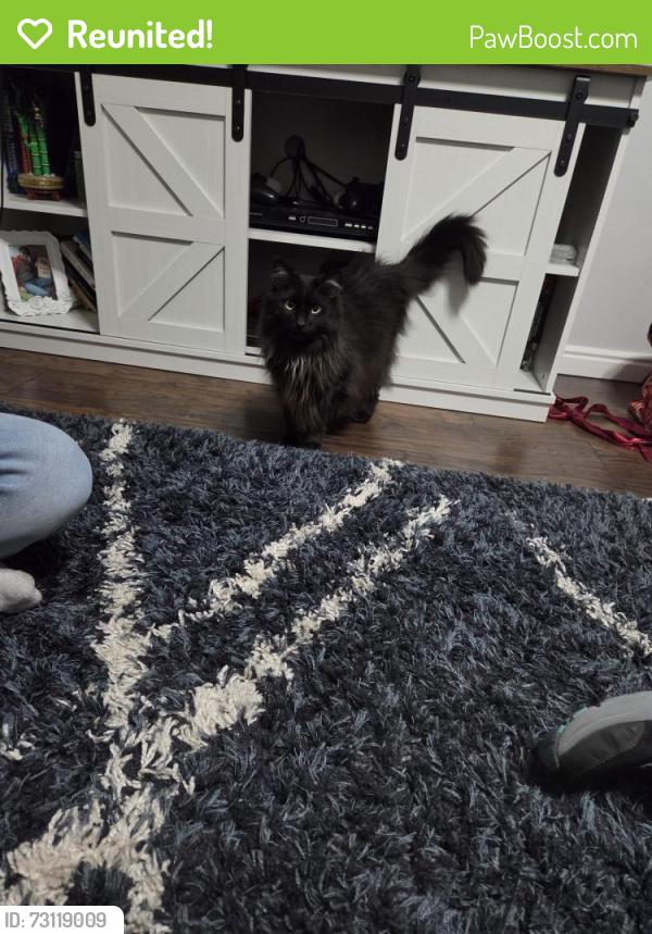 Reunited Female Cat last seen Near N and Freedom Blvd near Smiths and the courthouse, Provo, UT 84601