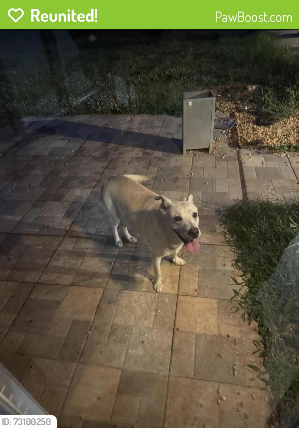 Reunited Female Dog last seen Hill road/chanta ln, Powder Springs, GA 30127