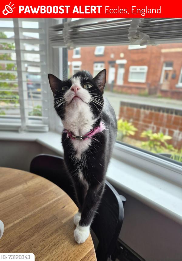 Lost Female Cat last seen Porky pigs, peel green., Eccles, England 