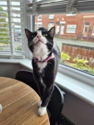 Lost Female Cat last seen Porky pigs, peel green., Eccles, England 