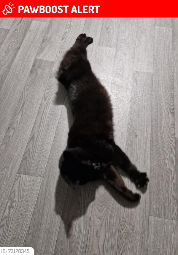 Lost Male Cat last seen Heyford Way, West Midlands, England 