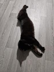 Lost Male Cat last seen Heyford Way, West Midlands, England 
