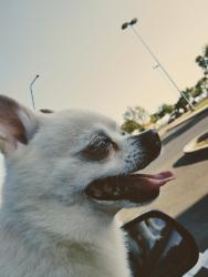 Lost Male Dog last seen Anthony ave hobart ave, Stockton, CA 95215